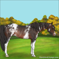 Horse Color:White Spotted Brown Appaloosa Rabicano 