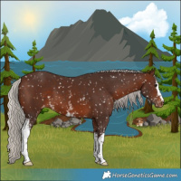 Horse Color:White Spotted Silver Brown Appaloosa 