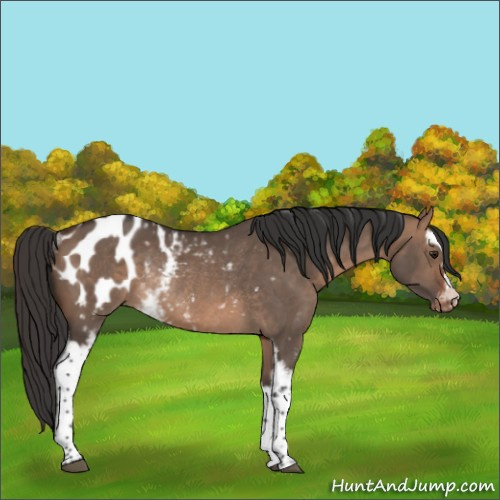 Horse Color:White Spotted Brown Dun Appaloosa Rabicano