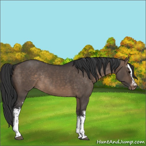 Horse Color:White Spotted Brown Dun Appaloosa Rabicano 
