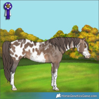 Horse Color:White Spotted Brown Dun Blanket 