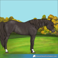 Horse Color:Smoky Black Varnish Rabicano