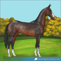 Horse Color:Brown Rabicano 