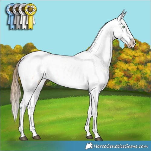 Horse Color:Buckskin Appaloosa Rabicano 