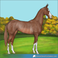 Horse Color:Chestnut Appaloosa Rabicano 