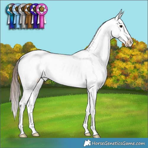 Horse Color:Brown Appaloosa Rabicano 