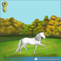 Horse Color:Gold Cream Champagne Roan Dun Tobiano Appaloosa Rabicano 