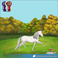 Horse Color:Gold Cream Champagne Roan Dun Tobiano Appaloosa Rabicano 