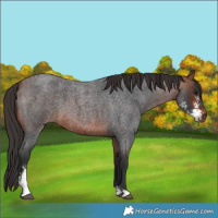 Horse Color:Bay Roan Sabino 