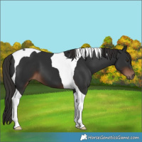 Horse Color:Liver Chestnut Tobiano 