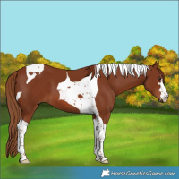 Horse Color:Chestnut Tobiano 