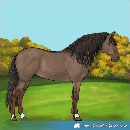 Horse Color:Liver Red Dun Rabicano 
