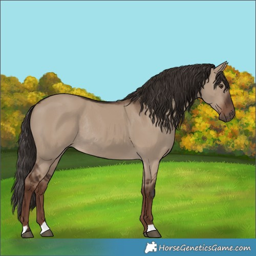 Horse Color:Liver Red Dun Rabicano 