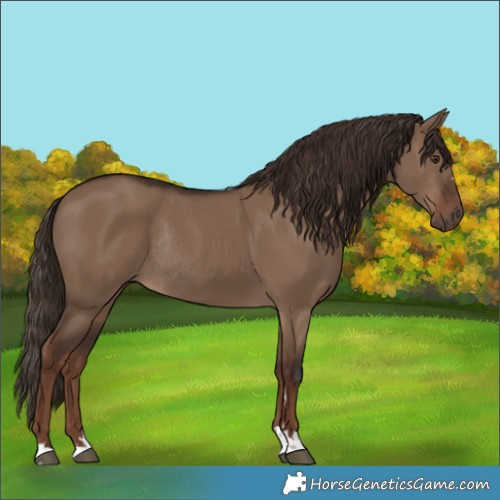 Horse Color:Liver Red Dun Rabicano 