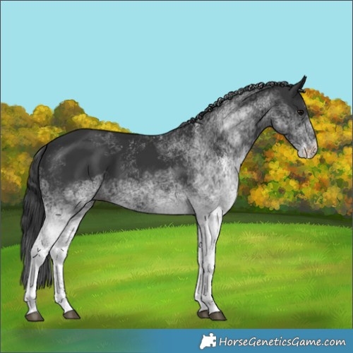 Horse Color:White Spotted Black