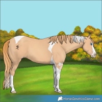 Horse Color:Gold Champagne Splash Tobiano 