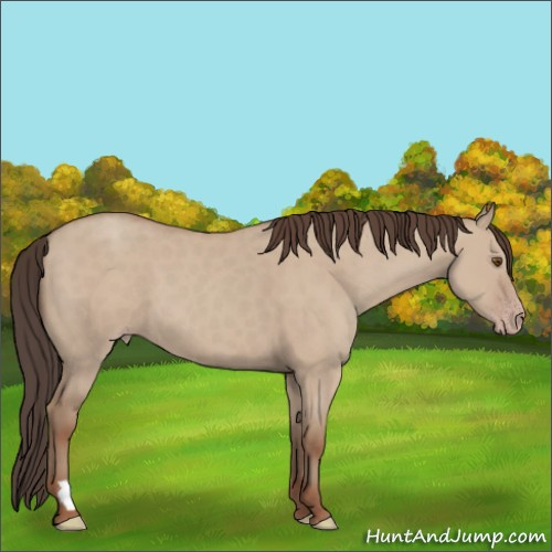 Horse Color:Classic Champagne Dun 