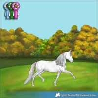 Horse Color:Gold Cream Champagne Roan Dun Splash Tobiano Near Leopard Rabicano 