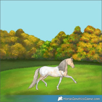 Horse Color:Gold Cream Champagne Roan Dun Tobiano Appaloosa Rabicano
