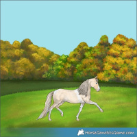 Horse Color:Gold Cream Champagne Roan Dun Splash Tobiano Rabicano 