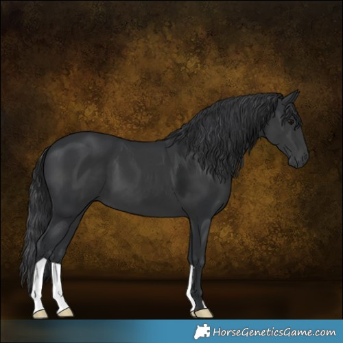 Horse Color:Black 