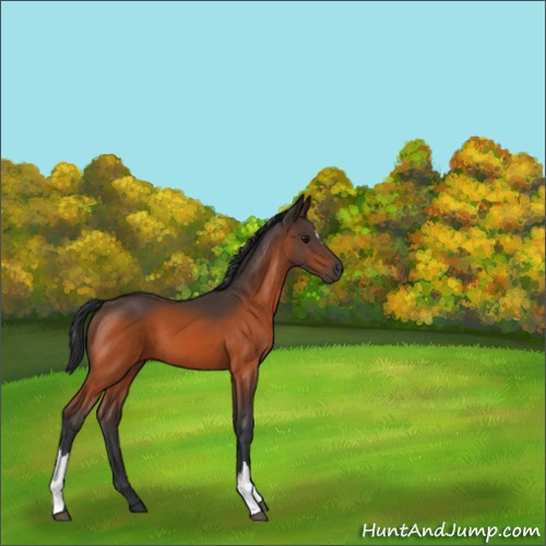 Horse Color:Bay 