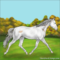 Horse Color:Gray White Spotted Silver Amber Champagne Pearl Splash Tobiano 