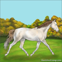 Horse Color:Sable Cream Champagne Pearl Dun Splash Tobiano Varnish Rabicano 