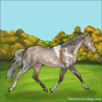 Horse Color:Gray White Spotted Silver Bay Pearl Dun Tobiano Varnish Rabicano 