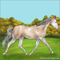 Horse Color:Gray White Spotted Silver Amber Champagne Pearl Dun Splash Rabicano 
