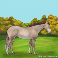 Horse Color:Bay Pearl Dun Tobiano Rabicano 