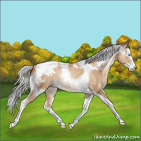Horse Color:Gray White Spotted Silver Amber Cream Champagne Pearl Splash Tobiano Snowcap 