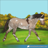 Horse Color:White Spotted Liver Red Dun Tobiano Rabicano