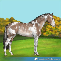 Horse Color:White Spotted Liver Red Dun Sabino Rabicano 