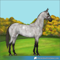Horse Color:White Spotted Midnight Bay Roan 