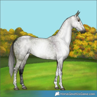 Horse Color:Gray Midnight Bay Ice Roan Tobiano 