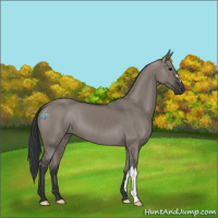 Horse Color:Grullo