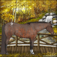 Horse Color:Bay Appaloosa  and Bay Appaloosa 