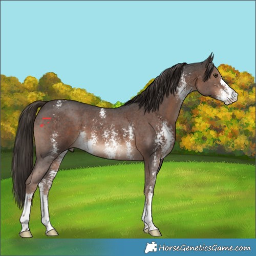 Horse Color:Liver Chestnut Sabino 