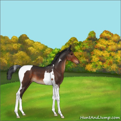 Horse Color:Brown Tobiano 