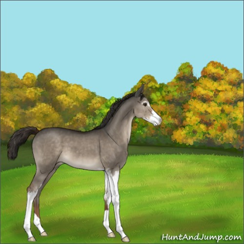 Horse Color:Liver Red Dun Sabino 