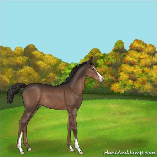 Horse Color:Liver Chestnut Sabino 