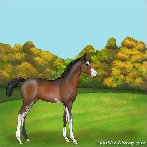 Horse Color:Brown Sabino 