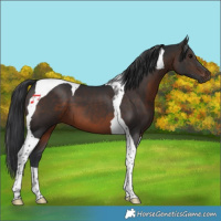 Horse Color:Brown Tobiano