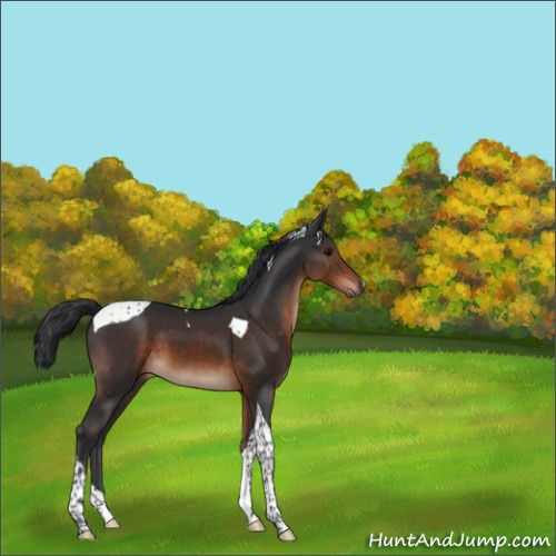 Horse Color:Brown Tobiano 