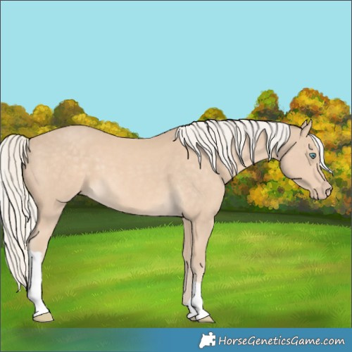 Horse Color:Cremello 
