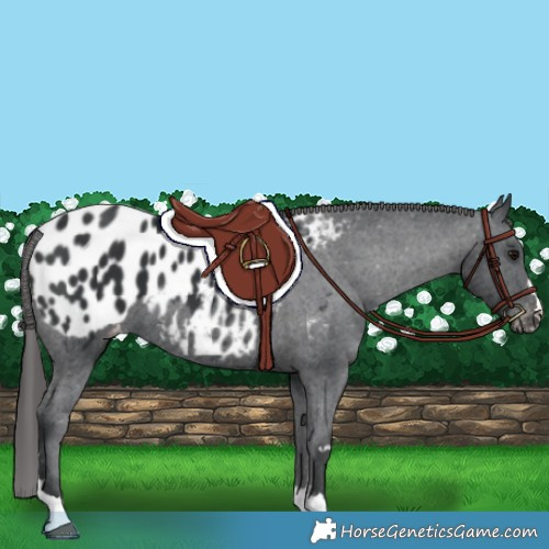Horse Color:Black Appaloosa 