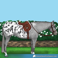 Horse Color:Black Appaloosa 