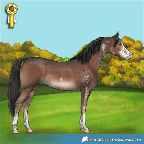 Horse Color:Liver Chestnut Sabino 