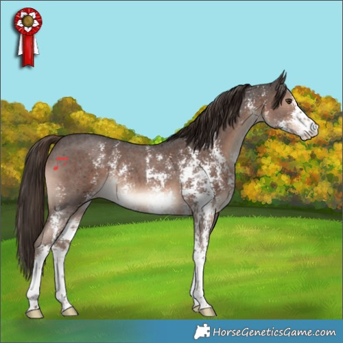 Horse Color:Liver Chestnut Sabino 